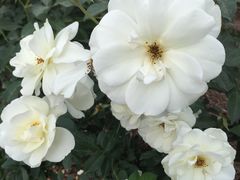 -人民公园(罗湖区)