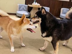 -逗柴咖啡屋·狗咖猫咖宠物桌游