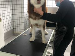 -柚子宠物(伊珊娜调理店)