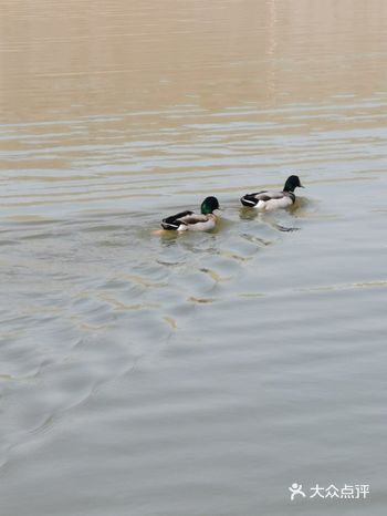 学校的餐厅真的便宜！办了张校友卡逛吃