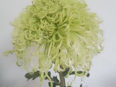 -杭州植物园