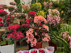 -双季花艺园艺市场(浦东店)