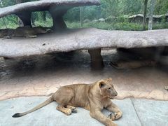 -北京野生动物园