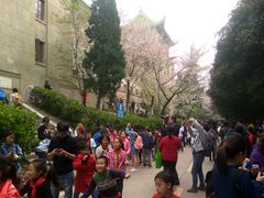 -武汉大学-樱园