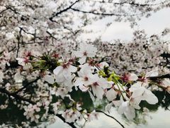 -西湖外事游船(花港观鱼码头)