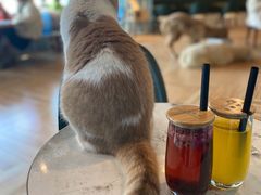 -遇见羊驼·奶狗咖·布偶猫咖·法斗柯基柴犬阿拉斯加(春熙路太古里IFS店)