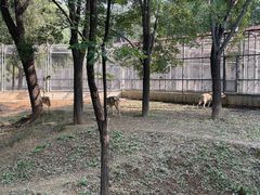 -石家庄市动物园