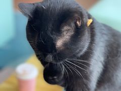 -猫在这儿猫咪咖啡馆·撸猫馆