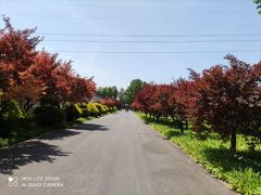 -石家庄市植物园