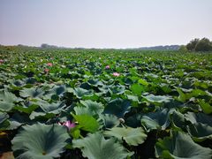 -洪湖生态旅游区