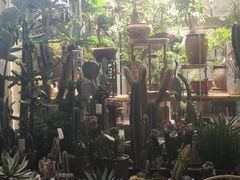-溪岸路花鸟市场
