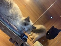 -喵百万·布偶·蓝金金渐层英短·猫舍(百子湾店)