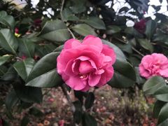 -八大山人梅湖景区