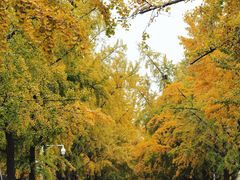 -三里屯东五街银杏大道