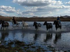 -乌兰布统景区-白桦林