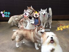 -TrueLove @ Neverland (Husky Cafe)