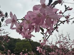 -狐尾山公园