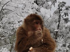 -峨眉山风景名胜区