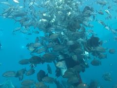 -瑞德姆美人鱼海底演艺主题餐厅(亚龙湾店)