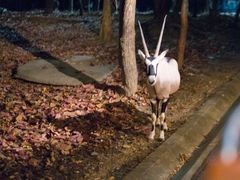 -清迈夜间动物园