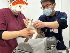 -艾贝尔宠物医院·24H转诊中心·肿瘤猫专科(江宁双龙店)
