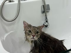-爱洗澡的猫(望京店)