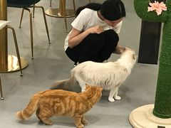 -飞行喵MR PILOT|猫舍·猫咖(静安大融城店)