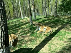 -北京野生动物园