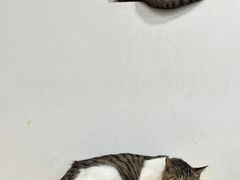-夏家大锅台炖鱼馆