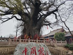 -大槐树寻根祭祖园