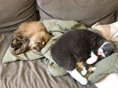 -帕帕拉兹宠物(亚洲旗舰店)