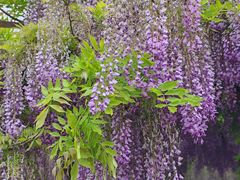 -嘉定紫藤园