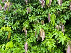 -新加坡植物园