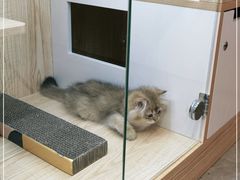 -山宅一喵德文卷毛猫舍