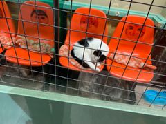 -猫咪博物馆(顶澳仔猫街店)