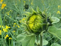 -光明小镇欢乐田园