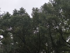 -大关公园