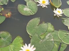 -南翔镇银翔湖公园