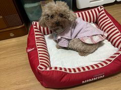 -pd派德宠物中心医院24H急重症·眼科中心·血液透析中心(嵩山北路店)