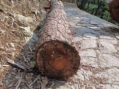 -四明山国家森林公园