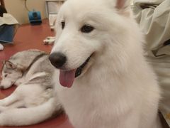 -和它·交个朋友·狗咖猫咖(爱琴海店)