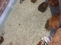 小鱼池-御池园(顾村公园店)
