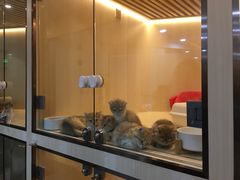 -momokira米努特·德文卷毛猫·棉花面纱犬