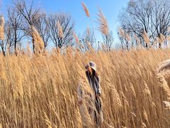 -野鸭湖国家湿地公园