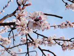 -桃花堤公园