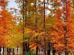 -白鹭湾湿地公园