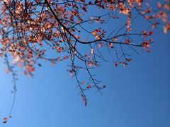 -叠溪松坪沟景区