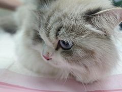 -瑞鹏·疫苗·绝育·宠物医院(广九店)