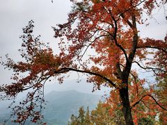 -广州市石门国家森林公园