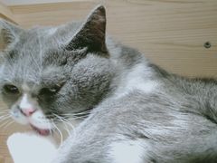 -滚猫咖啡·猫咖·猫友好撸猫(未来城店)